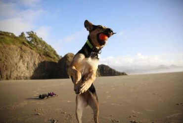 Urlaub mit Hund in Dänemark