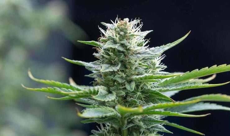 Cannabis Samen Kaufen