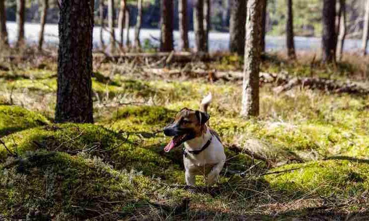 Was man in dieser Frühjahrssaison in Deutschland jagen kann